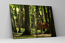 Obraz Jeleň v lese zs1153